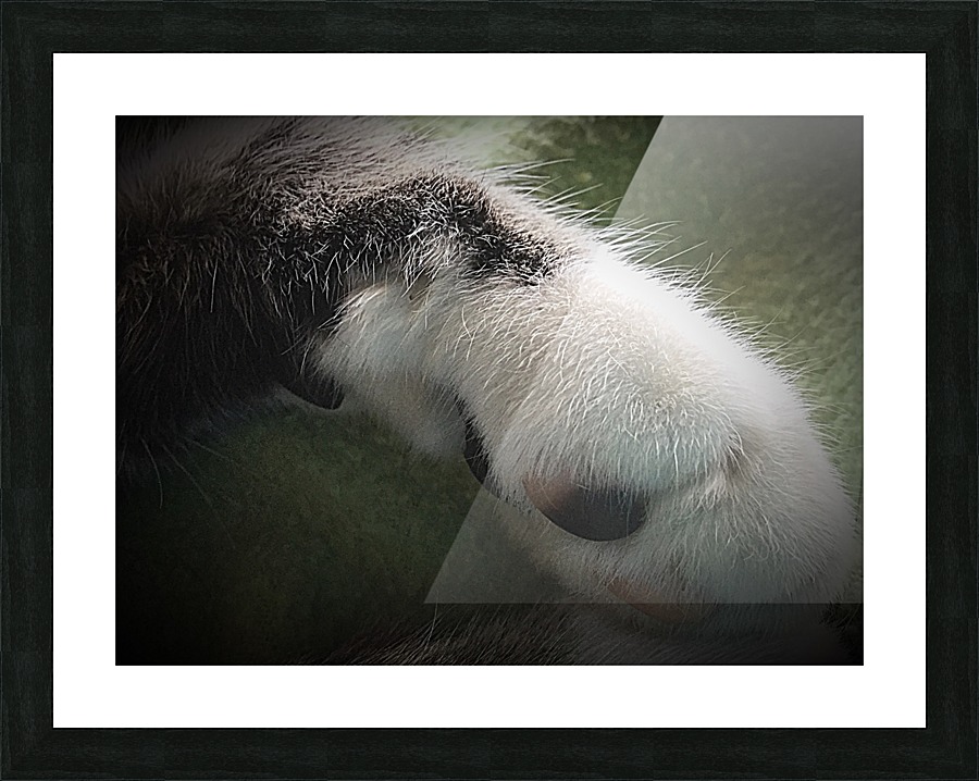 Tiny - paw Picture Frame print