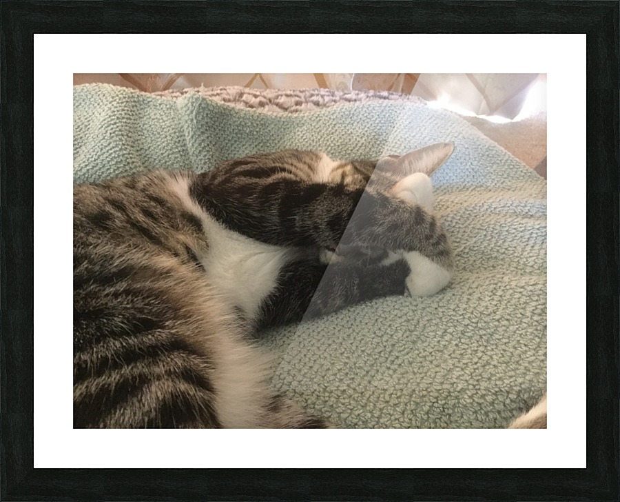Tiny - do not disturb Picture Frame print