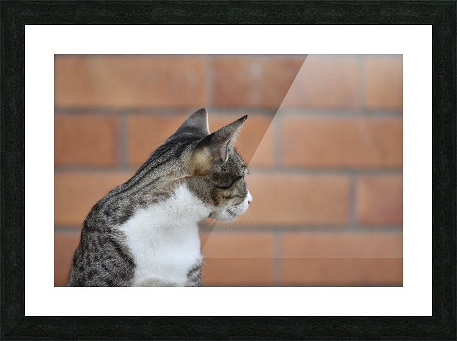 Tiny - who you Picture Frame print