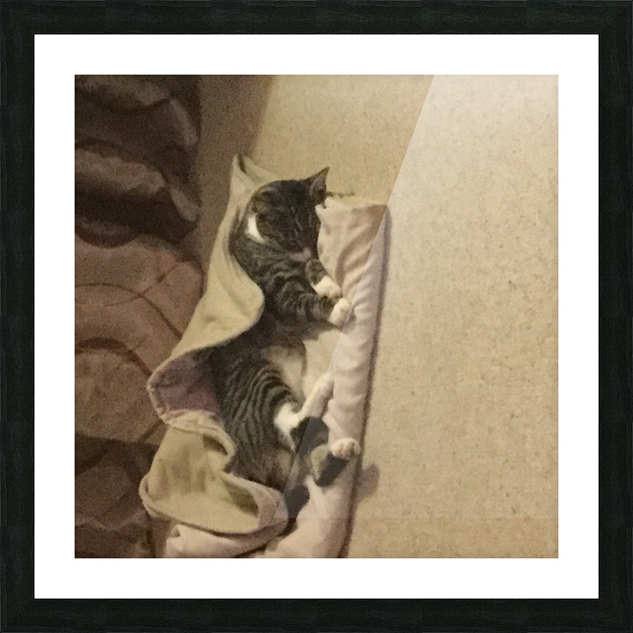 Tiny - ok cover me. Picture Frame print
