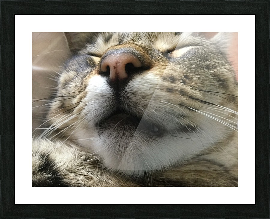 Gizmo - fast asleep Picture Frame print