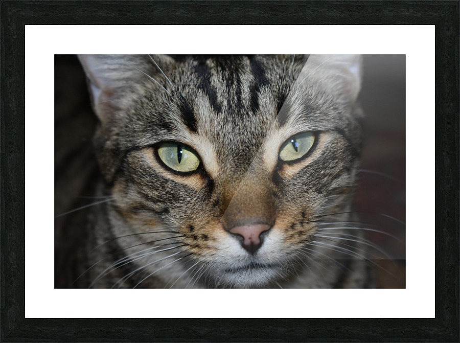 Gizmo - hansome Picture Frame print