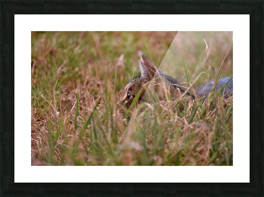 Gizmo - hiding Picture Frame print