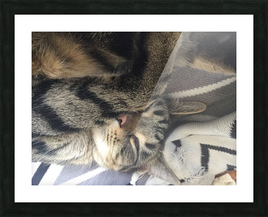 Gizmo - sleepy Picture Frame print