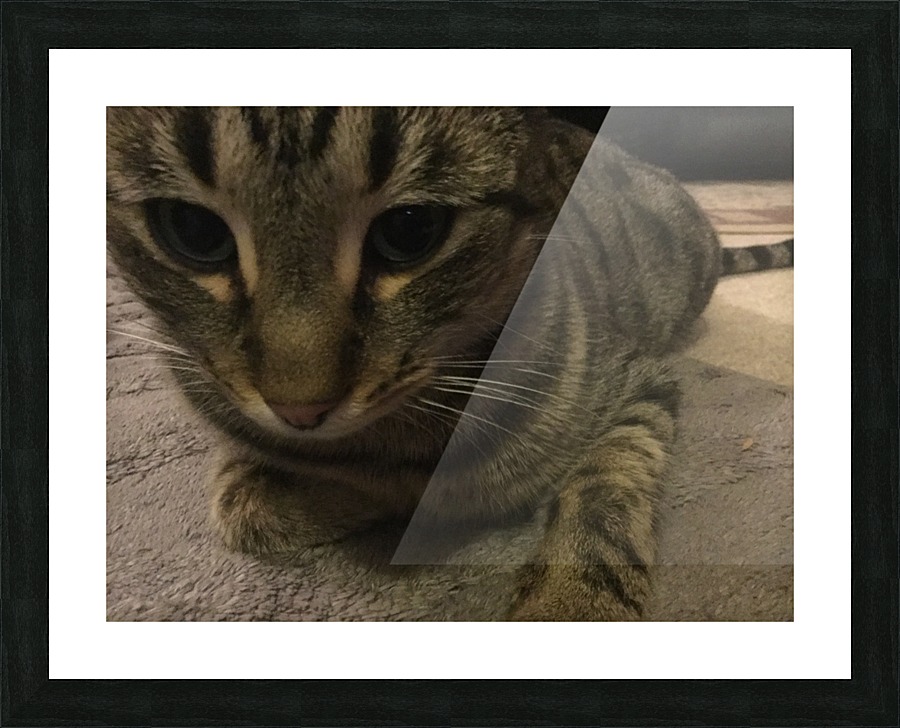 Gizmo - close up Picture Frame print