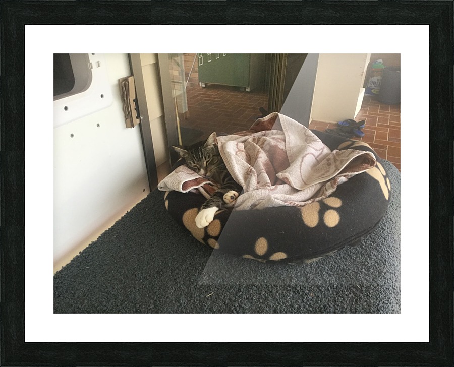 Tiny - love my bed Picture Frame print