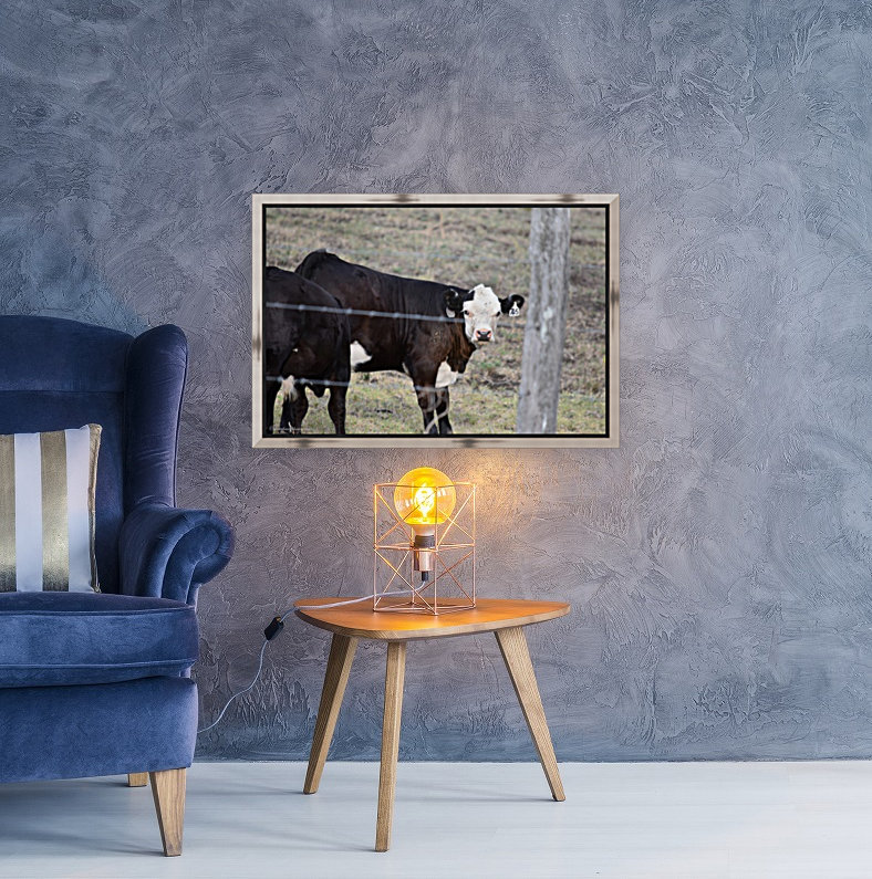 Calf white face Reproduction