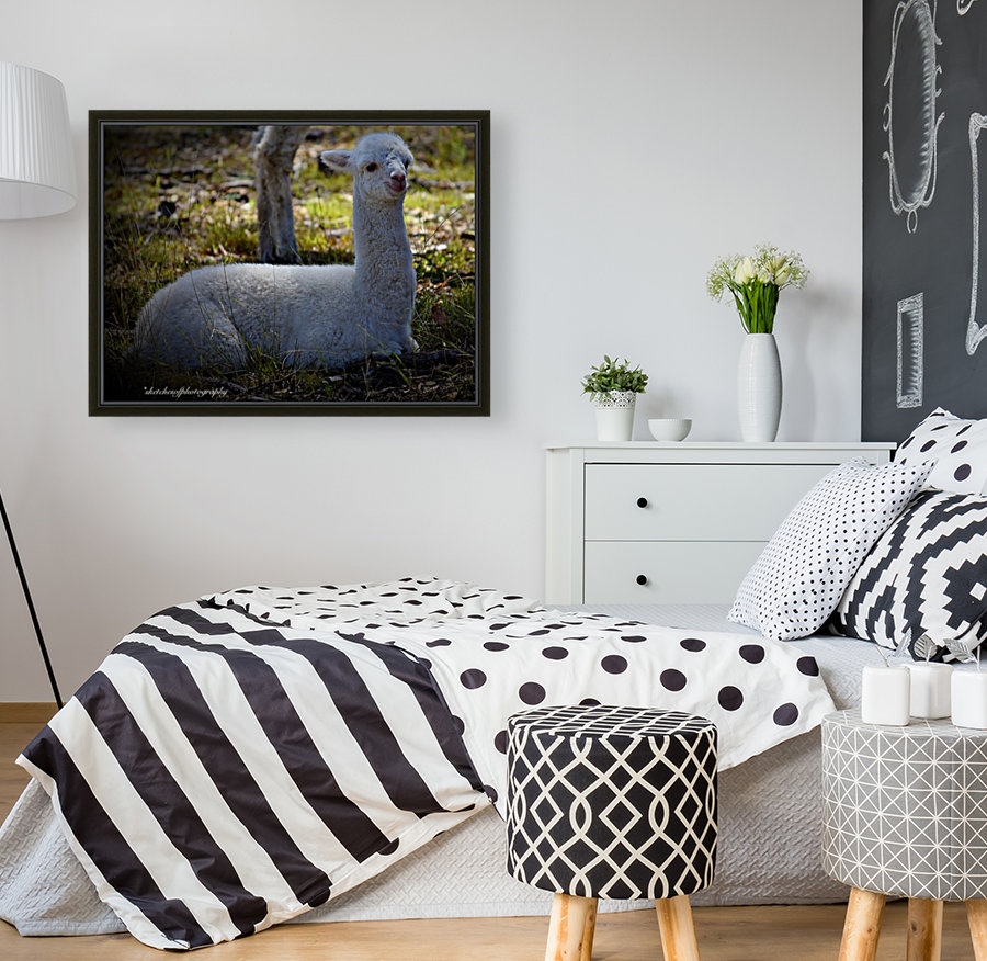 Cria baby resting Reproduction