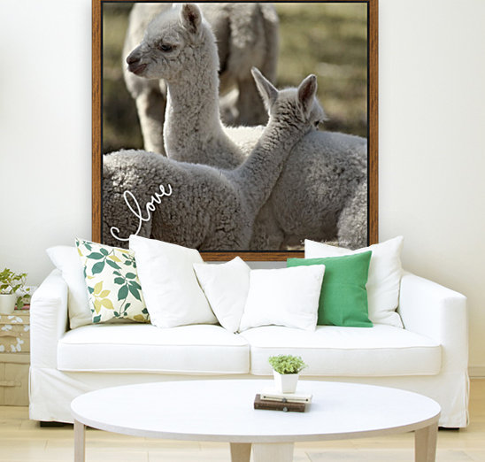 Love Alpacas Reproduction