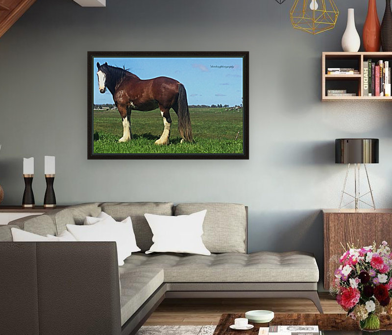 Heavy horse Reproduction