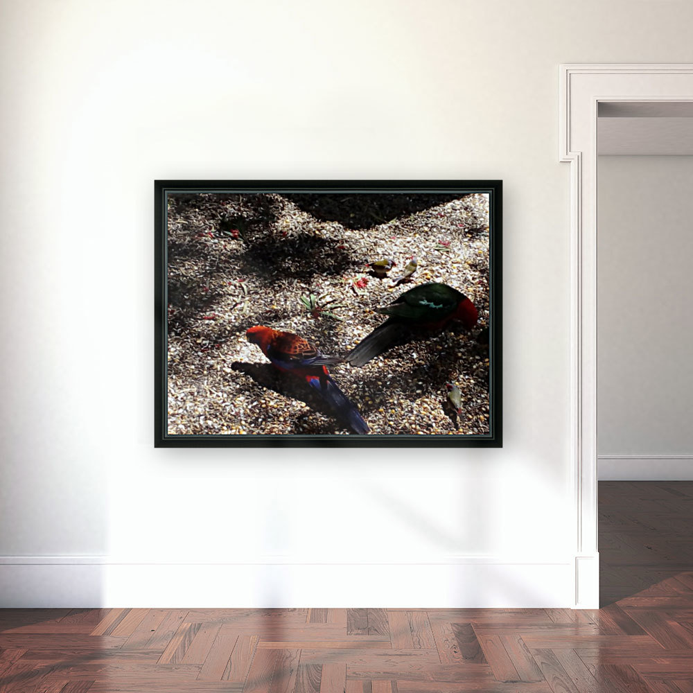 Birds feeding  Reproduction