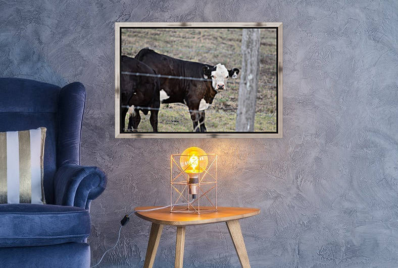 Calf white face Reproduction