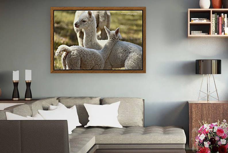 Cria (baby) love by Eric and Pam Schmidt