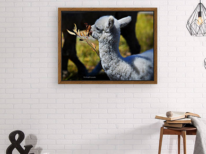 Cria (baby) eating by Eric and Pam Schmidt
