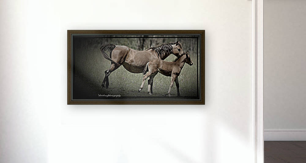 Mare & foal by Eric and Pam Schmidt