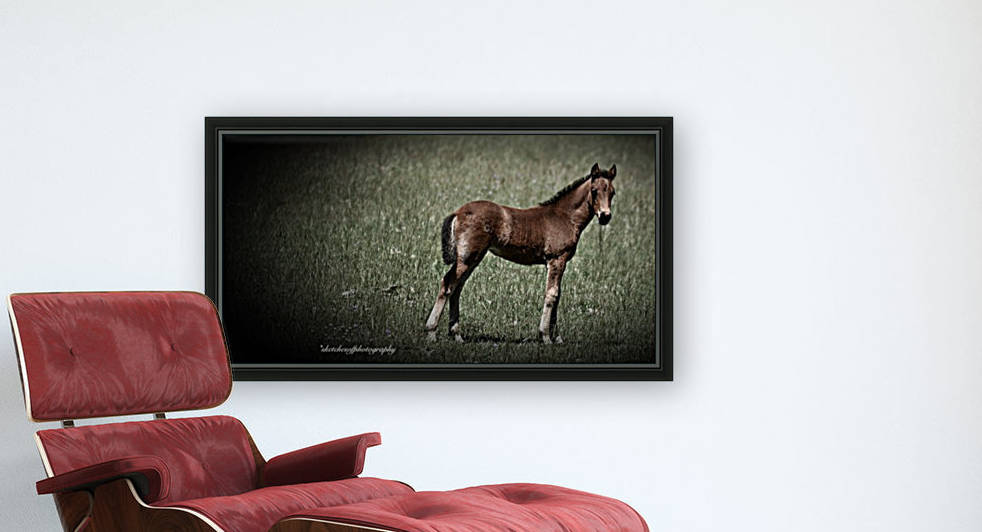 Foal looking by Eric and Pam Schmidt