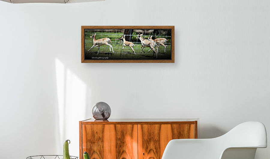 Oh deer by Eric and Pam Schmidt