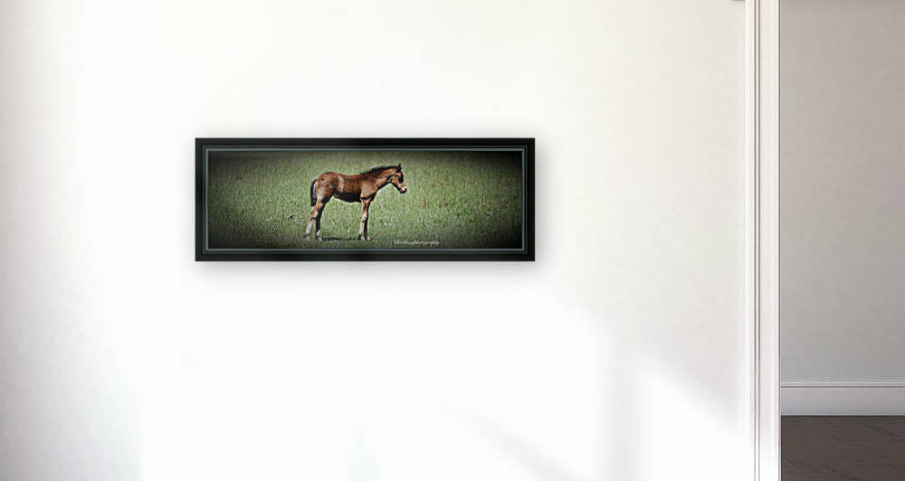 Foal sleepy by Eric and Pam Schmidt
