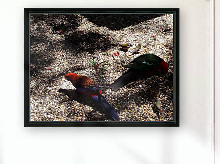 Birds feeding  by Eric and Pam Schmidt