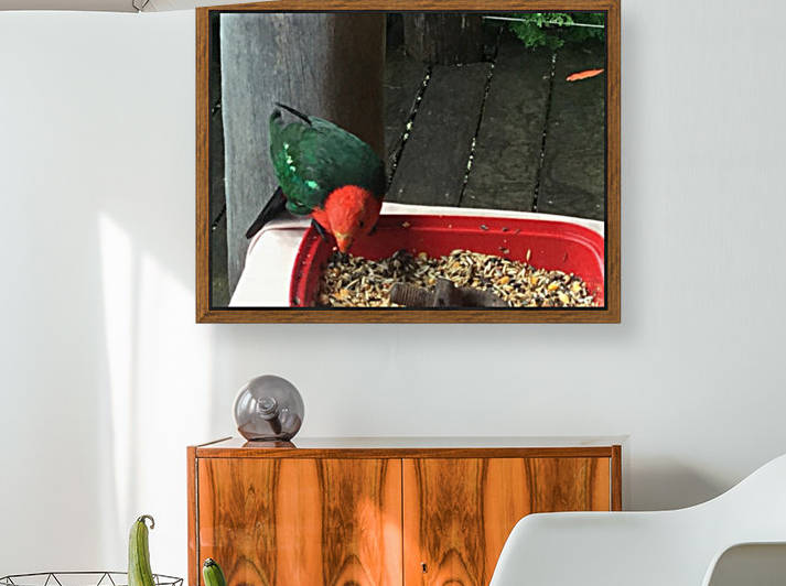 King parrot by Eric and Pam Schmidt