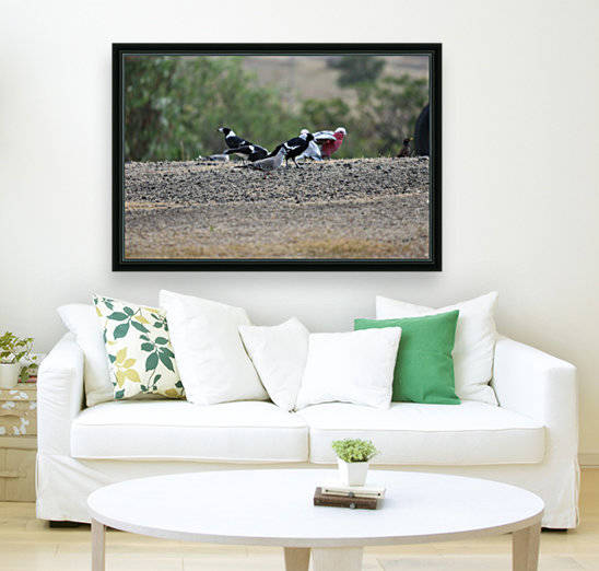 selection of birds by Eric and Pam Schmidt