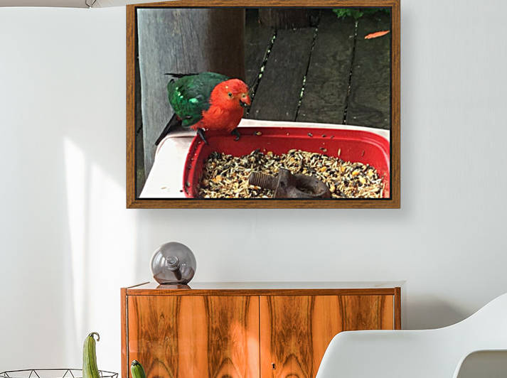 King parrot a by Eric and Pam Schmidt