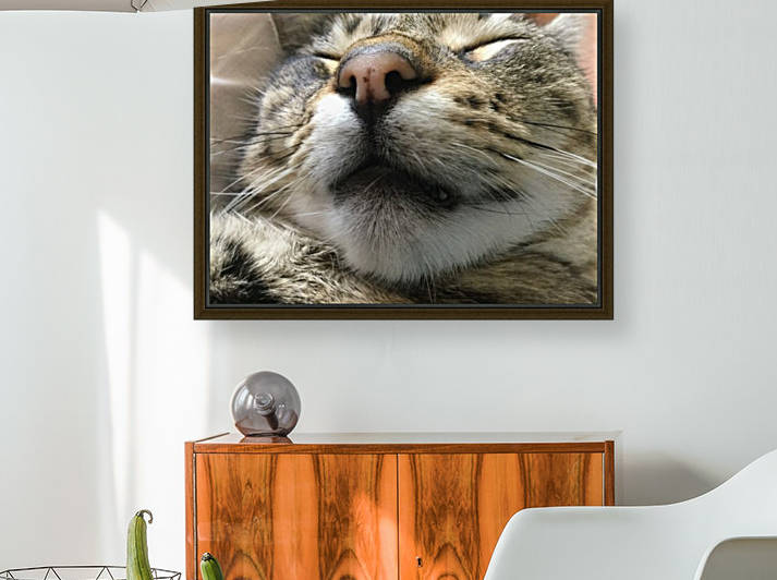 Gizmo - fast asleep by Eric and Pam Schmidt