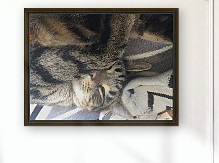 Gizmo - sleepy by Eric and Pam Schmidt