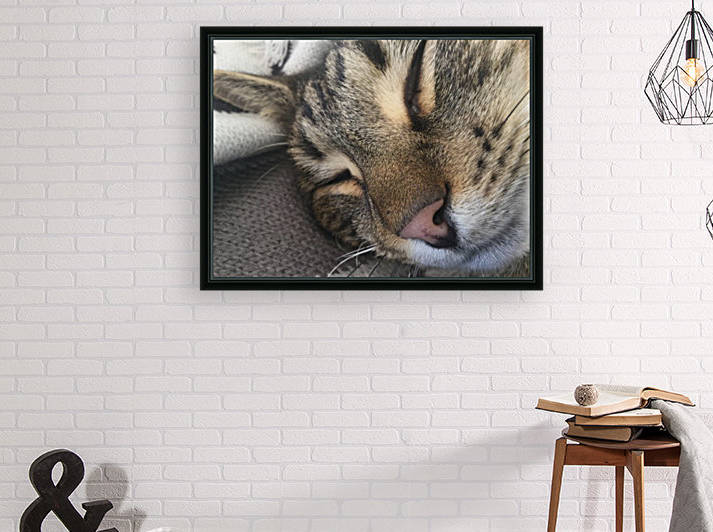Gizmo - closed eyes by Eric and Pam Schmidt