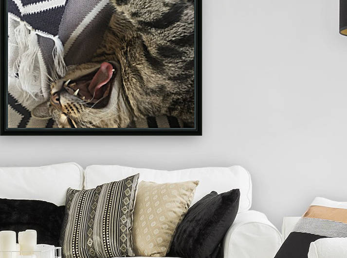 Gizmo - huge yawn by Eric and Pam Schmidt