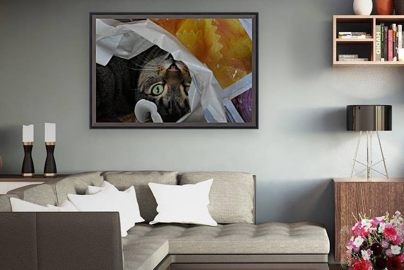 Gizmo - hide in the packet by Eric and Pam Schmidt