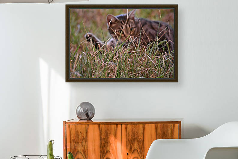 Gizmo - hide a way by Eric and Pam Schmidt