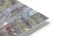 Calf white face HD Metal print