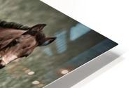 Foal looking HD Metal print