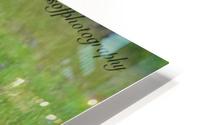 Mare grazing HD Metal print