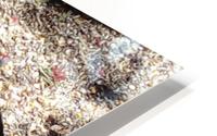 Birds feeding  HD Metal print