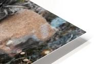 Tiny - Stone for a pillow HD Metal print