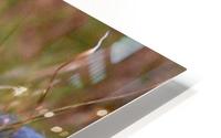 Gizmo - hiding HD Metal print