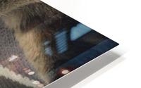 Gizmo - sleepy HD Metal print