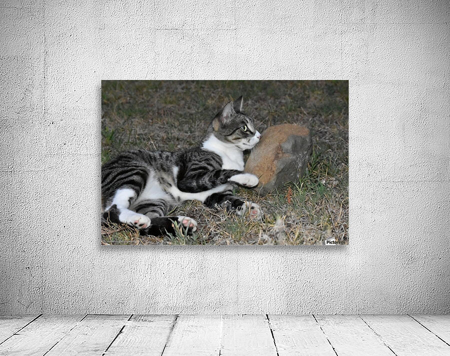 catnap Wall Preview