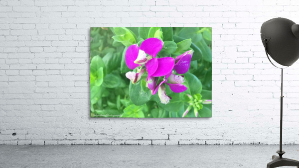 Purple Wall Preview