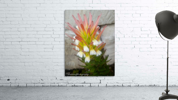 beauty Wall Preview