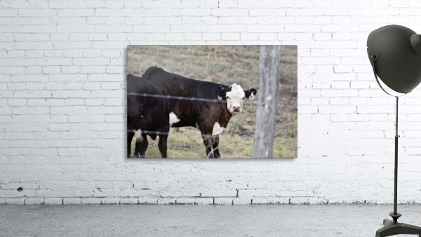 Calf white face Wall Preview
