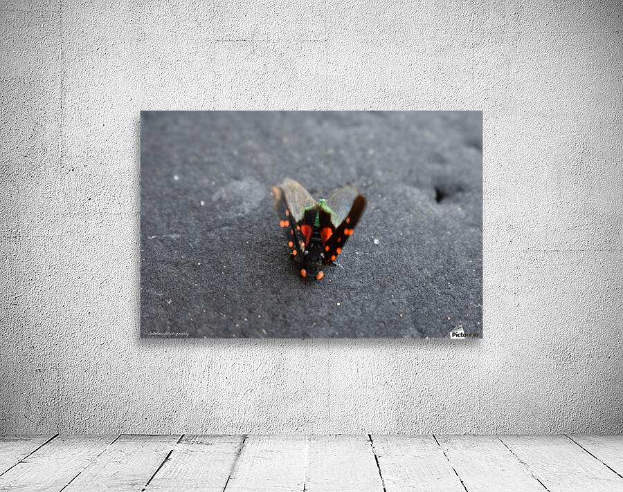bug Wall Preview