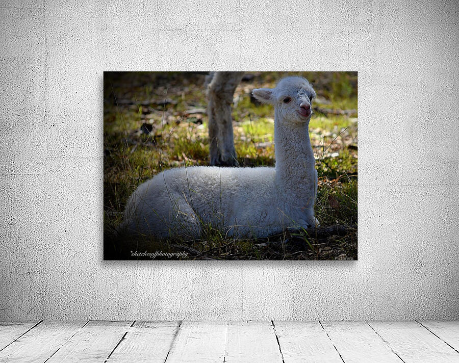 Cria (baby) resting Wall Preview