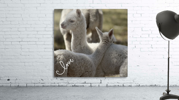 Love Alpacas Wall Preview