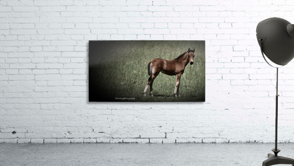 Foal looking Wall Preview