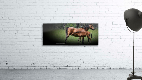 Foal suckling Wall Preview