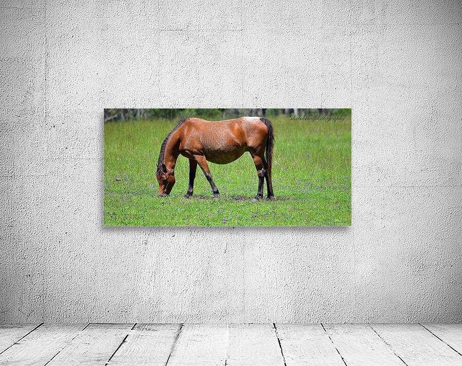 Mare grazing Wall Preview