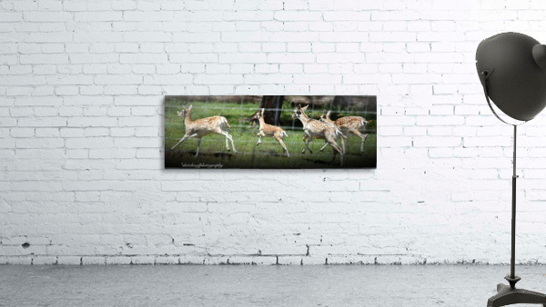 Oh deer Wall Preview